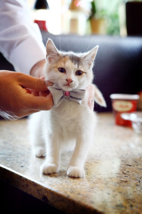 Easy Weddings Kitten Saphire Event Group